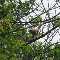 Mimus saturninus