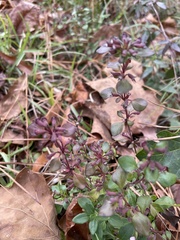 Clinopodium carolinianum