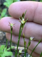 Juncus drummondii
