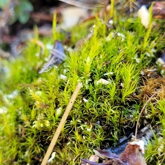 Flexitrichum flexicaule