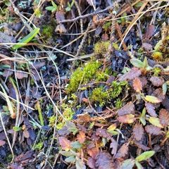 Flexitrichum flexicaule