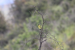 Spinus barbatus
