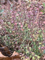 Clinopodium carolinianum