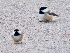 Poecile atricapillus