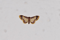 Idaea basinta