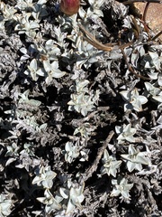 Syncarpha canescens tricolor