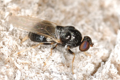 Neopachygaster meromelas