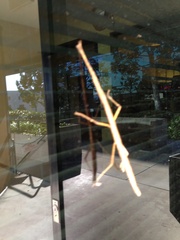 Phasmatinae
