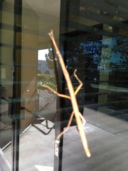 Phasmatinae