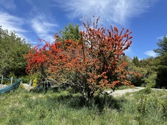 Embothrium coccineum