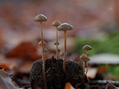 Psilocybe liniformans liniformans