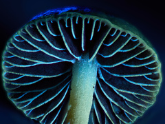 Psilocybe liniformans liniformans