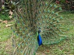 Pavo muticus