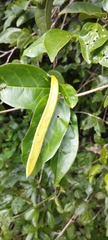 Bignonieae