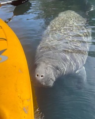 Trichechus manatus latirostris