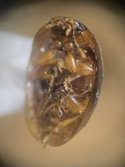 Phalacridae