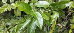 Bignonieae