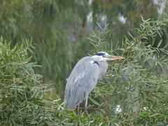 Ardea cinerea