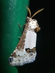 Lepidoptera
