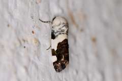 Tarache tetragona