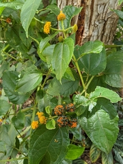 Tilesia baccata