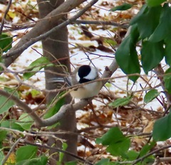 Poecile atricapillus