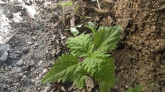 Urtica pilulifera