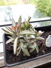 Kalanchoe tomentosa