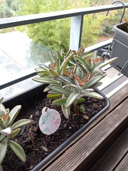 Kalanchoe tomentosa