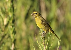 Crithagra sulphurata