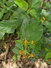 Tilesia baccata