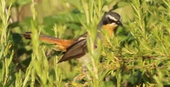Cossypha caffra caffra