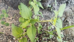 Urtica pilulifera