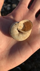 Levantina spiriplana