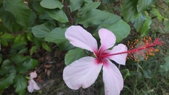 Hibiscus rosa-sinensis