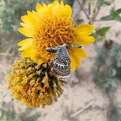 Brephidium exilis exilis