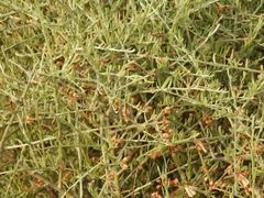 Cyclolepis genistoides