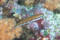 Thalassoma quinquevittatum