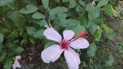 Hibiscus rosa-sinensis