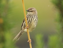 Prinia maculosa