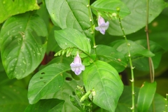 Asystasia dalzelliana