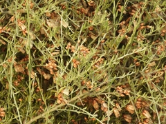 Cyclolepis genistoides