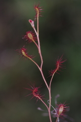 Drosera affinis image