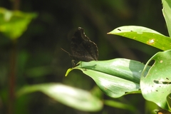 Lepidoptera