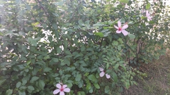 Hibiscus rosa-sinensis