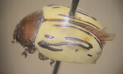 Zygogramma disrupta