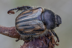 Blitopertha lineolata