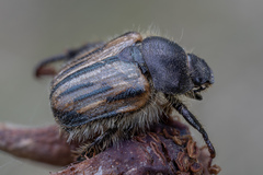 Blitopertha lineolata