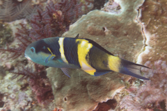 Thalassoma jansenii