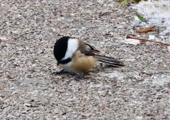 Poecile atricapillus